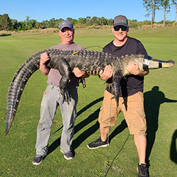 Alligator trapping - St Augustine