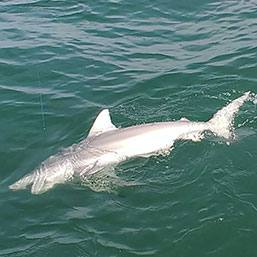 Shark Fishing - St Augustine.Florida
